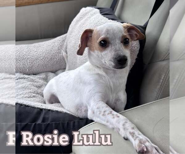 Medium Photo #5 Chiweenie Puppy For Sale in San Antonio, TX, USA