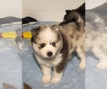 Small Photo #6 Pomsky Puppy For Sale in RAMONA, CA, USA