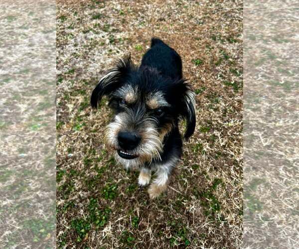 Medium Photo #2 Mutt Puppy For Sale in Spring Lake, NC, USA