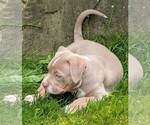Small #2 American Bully