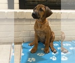 Puppy Aspen Rhodesian Ridgeback