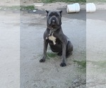 Small Photo #1 Cane Corso Puppy For Sale in PERRIS, CA, USA