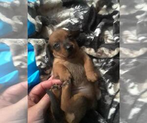 Dachshund Puppy for sale in SUSANVILLE, CA, USA