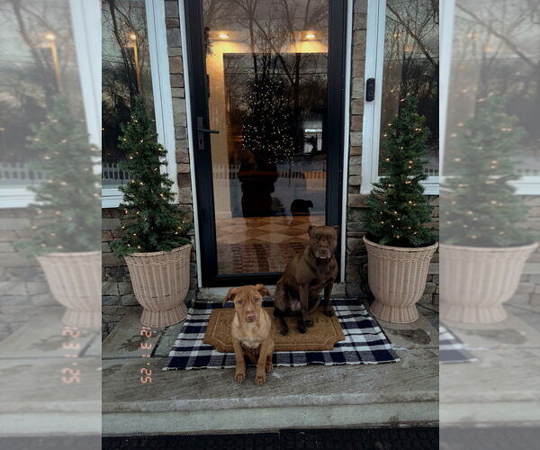 Medium Photo #5 Labrador Retriever-Unknown Mix Puppy For Sale in Brewster, NY, USA