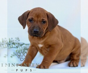 Rhodesian Ridgeback Puppy for sale in GORDONVILLE, PA, USA