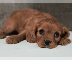 Cavalier King Charles Spaniel Puppy for sale in CLARK, MO, USA