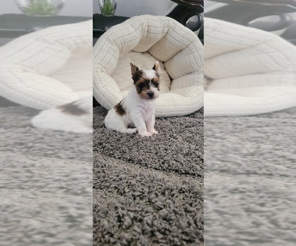 Medium Photo #1 Yorkshire Terrier Puppy For Sale in PALMDALE, CA, USA