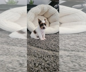 Yorkshire Terrier Puppy for sale in PALMDALE, CA, USA