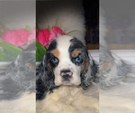 Small #1 Cocker Spaniel