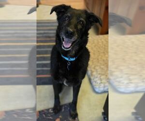 Shepradors Dogs for adoption in Princeton, MN, USA