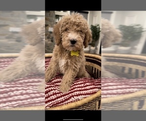 Doodle-Goldendoodle Mix Puppy for Sale in DAYTON, Maryland USA