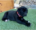 Puppy 2 Cane Corso