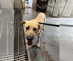 Small Labrador Retriever