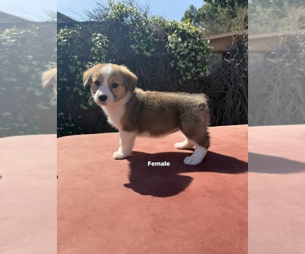 Medium Photo #6 Corgi-Aussie Puppy For Sale in OAKDALE, CA, USA
