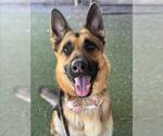 Small #1 German Shepherd Dog