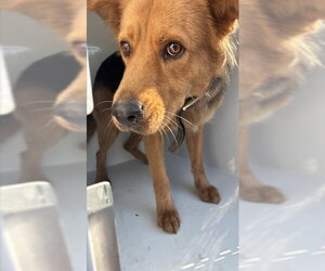 German Shepherd Dog-Unknown Mix Dogs for adoption in Houston, TX, USA