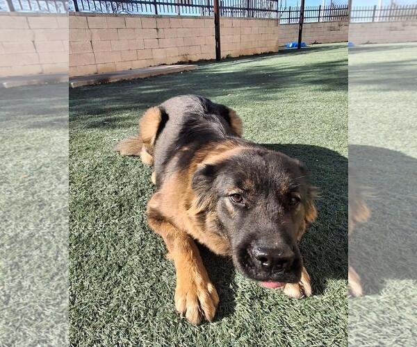 Medium Photo #2 Gerberian Shepsky Puppy For Sale in Rockwall, TX, USA