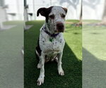 Small Photo #15 Mutt Puppy For Sale in Pompano Beach , FL, USA