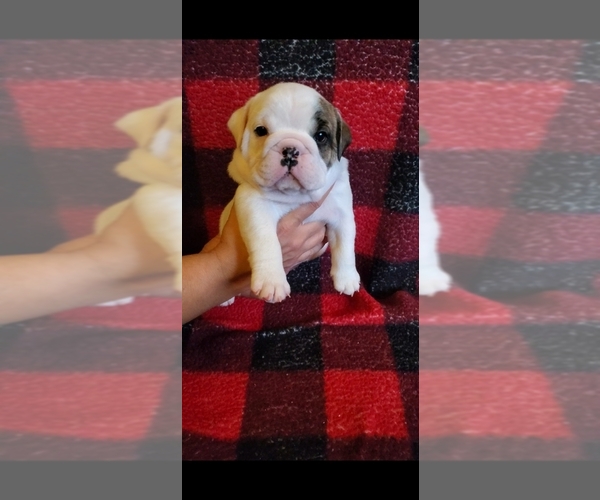 Medium Photo #1 English Bulldog Puppy For Sale in SPANAWAY, WA, USA