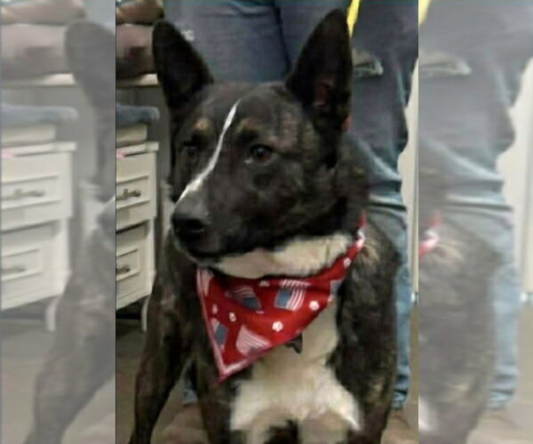 Medium Photo #5 Mutt Puppy For Sale in Aurora, IN, USA