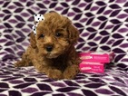 Small Photo #4 Goldendoodle (Miniature) Puppy For Sale in CEDAR LANE, PA, USA