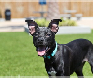 Dani - Female Mutt Dog for Adoption - Photo #4