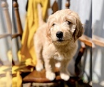 Puppy George Goldendoodle (Miniature)