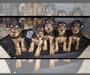 Airedale Terrier Puppy for sale in AURORA, CO, USA