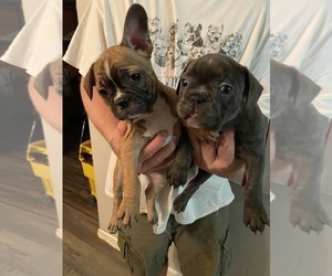 Faux Frenchbo Bulldog Puppy for sale in MITCHELL, IN, USA