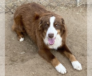 Miniature Australian Shepherd Puppy for sale in FORT MORGAN, CO, USA