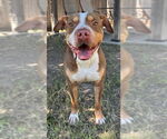 Small #1 American Pit Bull Terrier