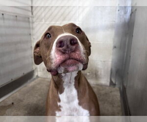 Mutt Dogs for adoption in San Bernardino, CA, USA