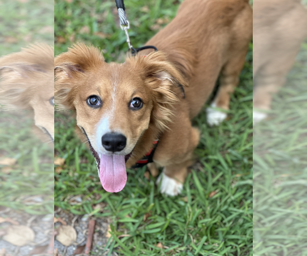 Medium Photo #1 Dachshund-Unknown Mix Puppy For Sale in Weston, FL, USA