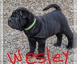 Puppy Wesley Chinese Shar-Pei