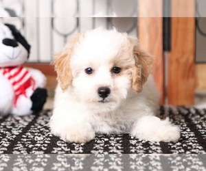 Poochon Puppy for sale in NAPLES, FL, USA