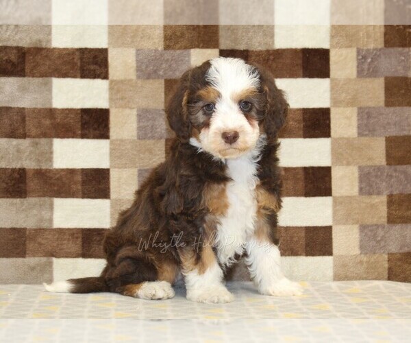 Medium Photo #1 Bernedoodle (Miniature) Puppy For Sale in DENVER, PA, USA