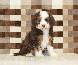 Bernedoodle (Miniature) Puppy for sale in DENVER, PA, USA