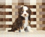 Image preview for Ad Listing. Nickname: Haley