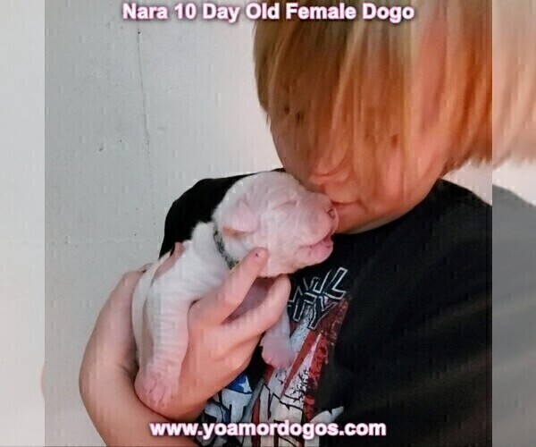 Medium Photo #62 Dogo Argentino Puppy For Sale in JANE, MO, USA
