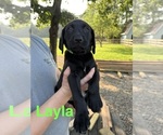 Image preview for Ad Listing. Nickname: Layla