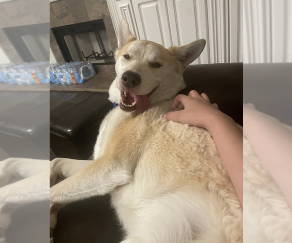 Medium Photo #2 Siberian Husky-Unknown Mix Puppy For Sale in Decatur, GA, USA