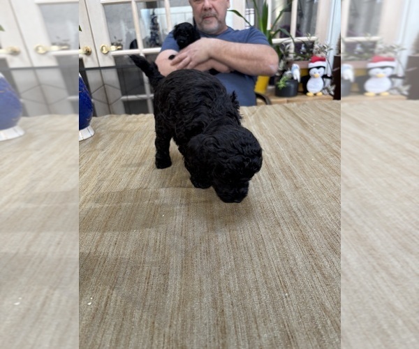 Medium Photo #19 Poodle (Miniature) Puppy For Sale in EAST AMHERST, NY, USA