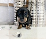 Small Photo #12 Dachshund Puppy For Sale in THORNTON, CO, USA