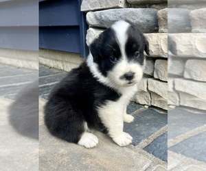 Australian Shepherd Puppy for sale in LODA, IL, USA