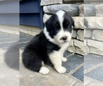 Image preview for Ad Listing. Nickname: Bonnie