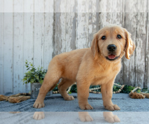 Medium Golden Retriever