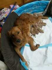 Mother of the Golden Retriever puppies born on 12/10/2018