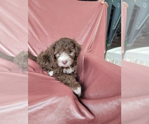 Poodle (Toy) Puppy for sale in SAN BERNARDINO, CA, USA