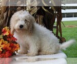 Small Photo #3 Miniature Labradoodle Puppy For Sale in FREDERICKSBURG, OH, USA
