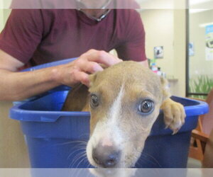 American Pit Bull Terrier-Unknown Mix Dogs for adoption in Ocala, FL, USA